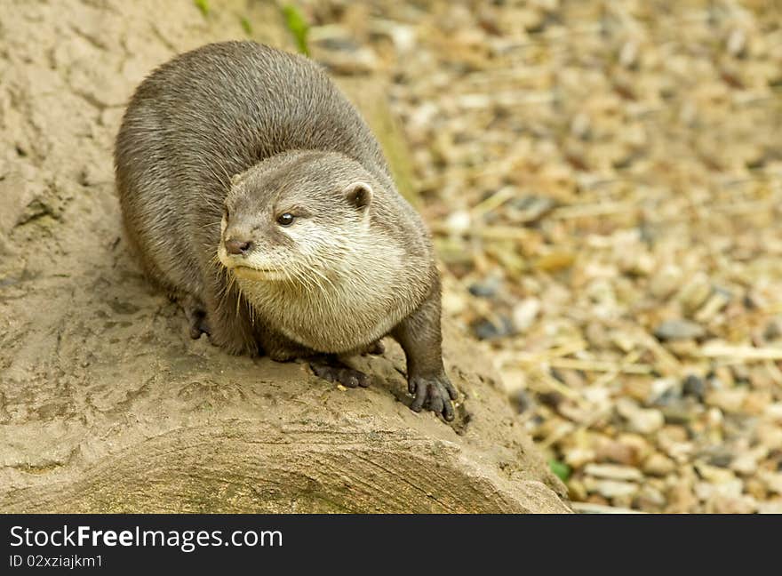 Otter On A Rock