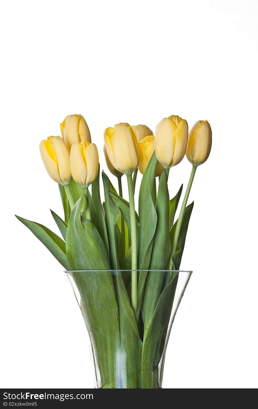 Bouquet of fresh yellow tulips on white background