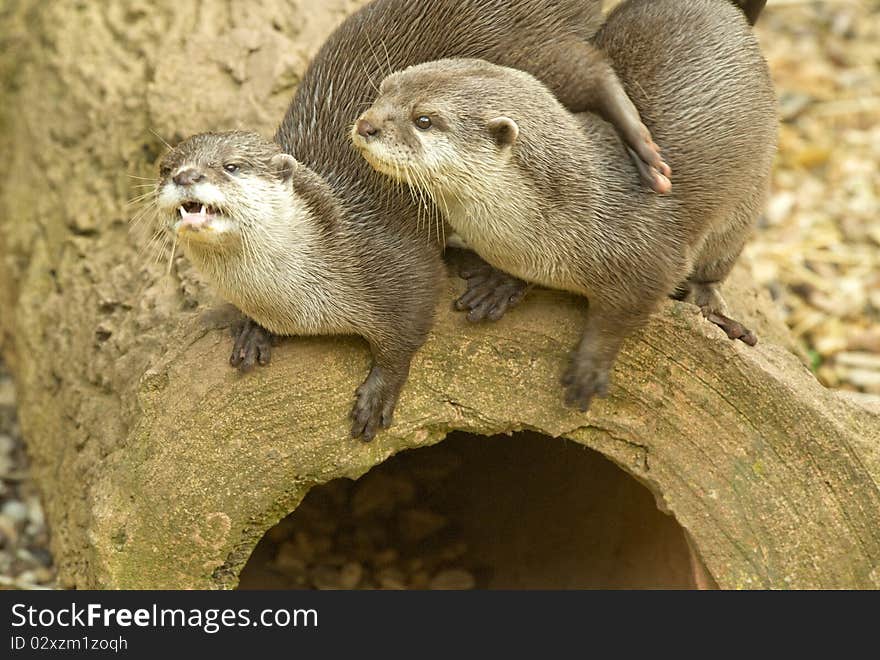 Two otters sitting on a rock ledge looking at the camera