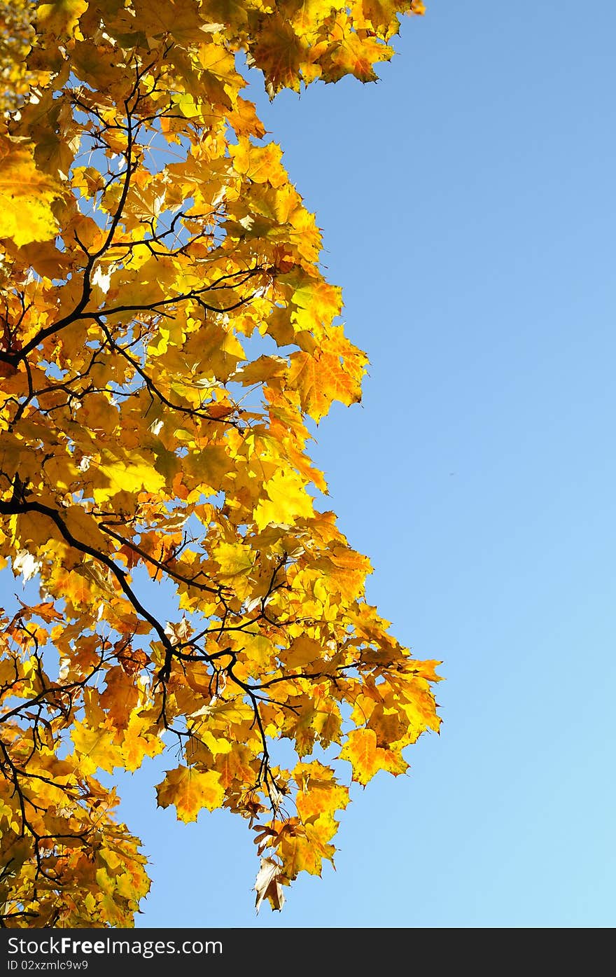 Autumn maple yellow against the blue sky