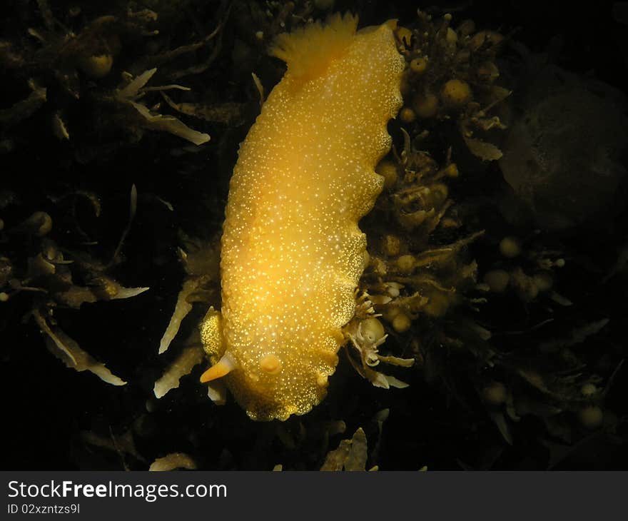 Lemon Nudibranch over sea weed New Zealand