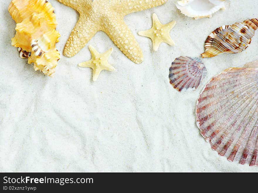 Starfish and shells on the beach. Starfish and shells on the beach