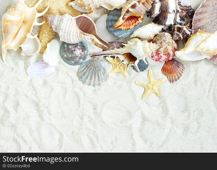 Starfish and shells on the beach sand. Starfish and shells on the beach sand