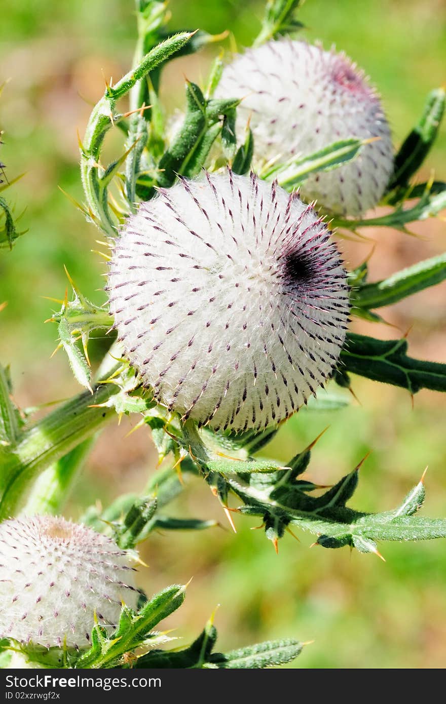 Detail view of a thistle in the alpine region of the Reisalpe in Lower Austria. Detail view of a thistle in the alpine region of the Reisalpe in Lower Austria