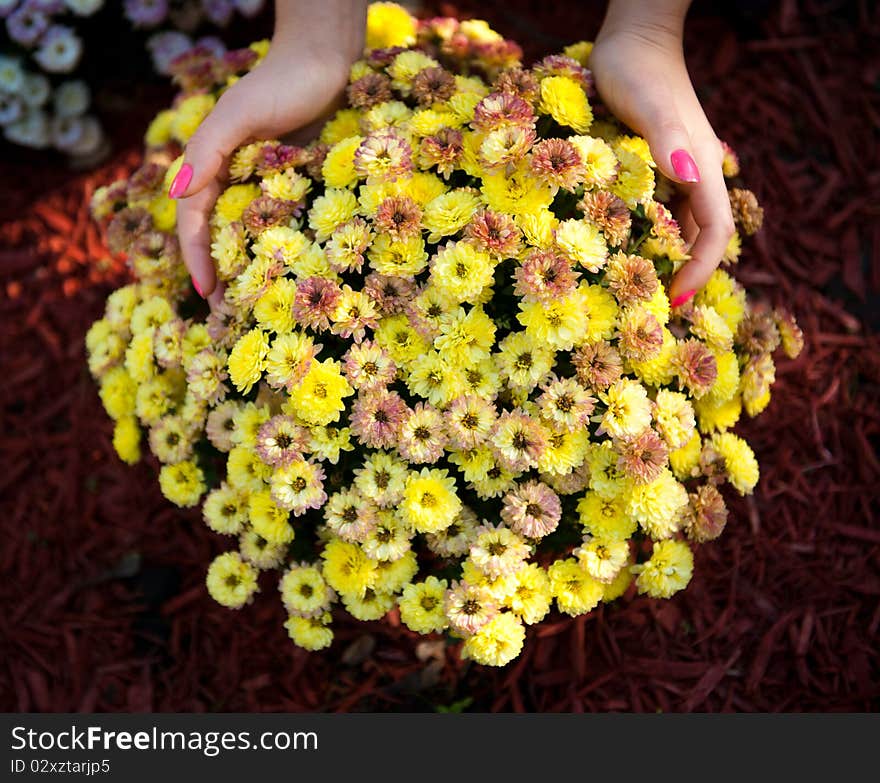 Flowers in girl hands