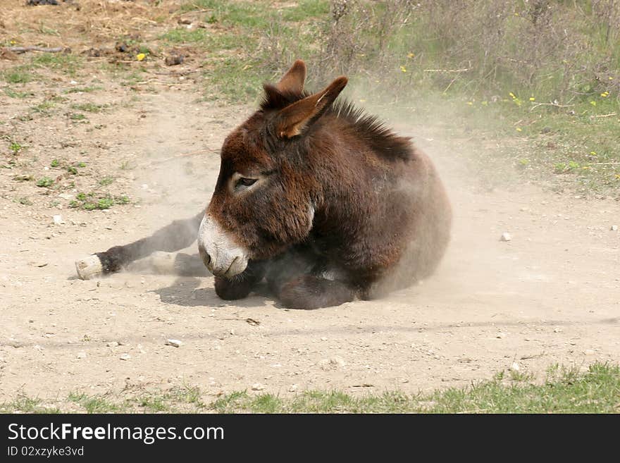 Brown donkey cleaning his coat