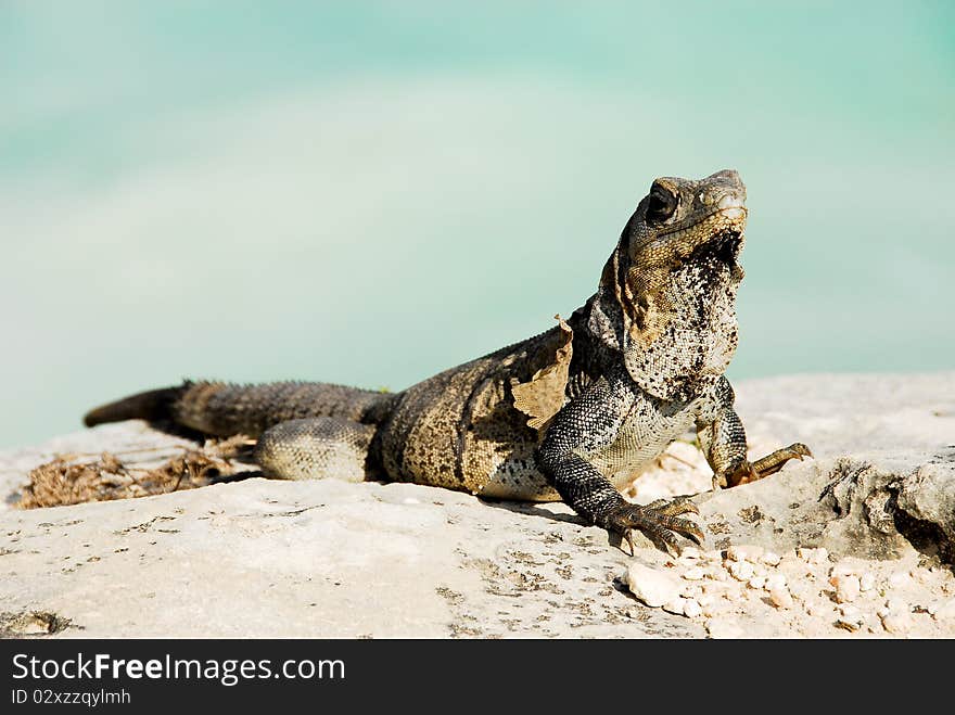 Iguana