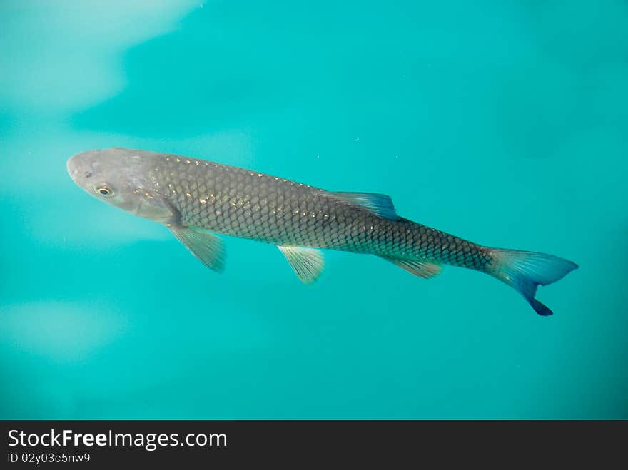 Perch at Plitvice national park, Croatia