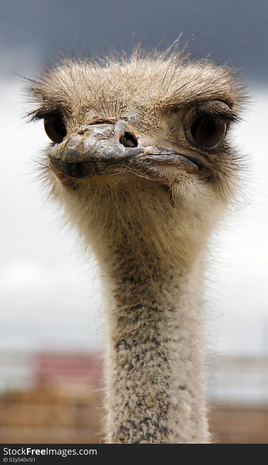 Ostrich