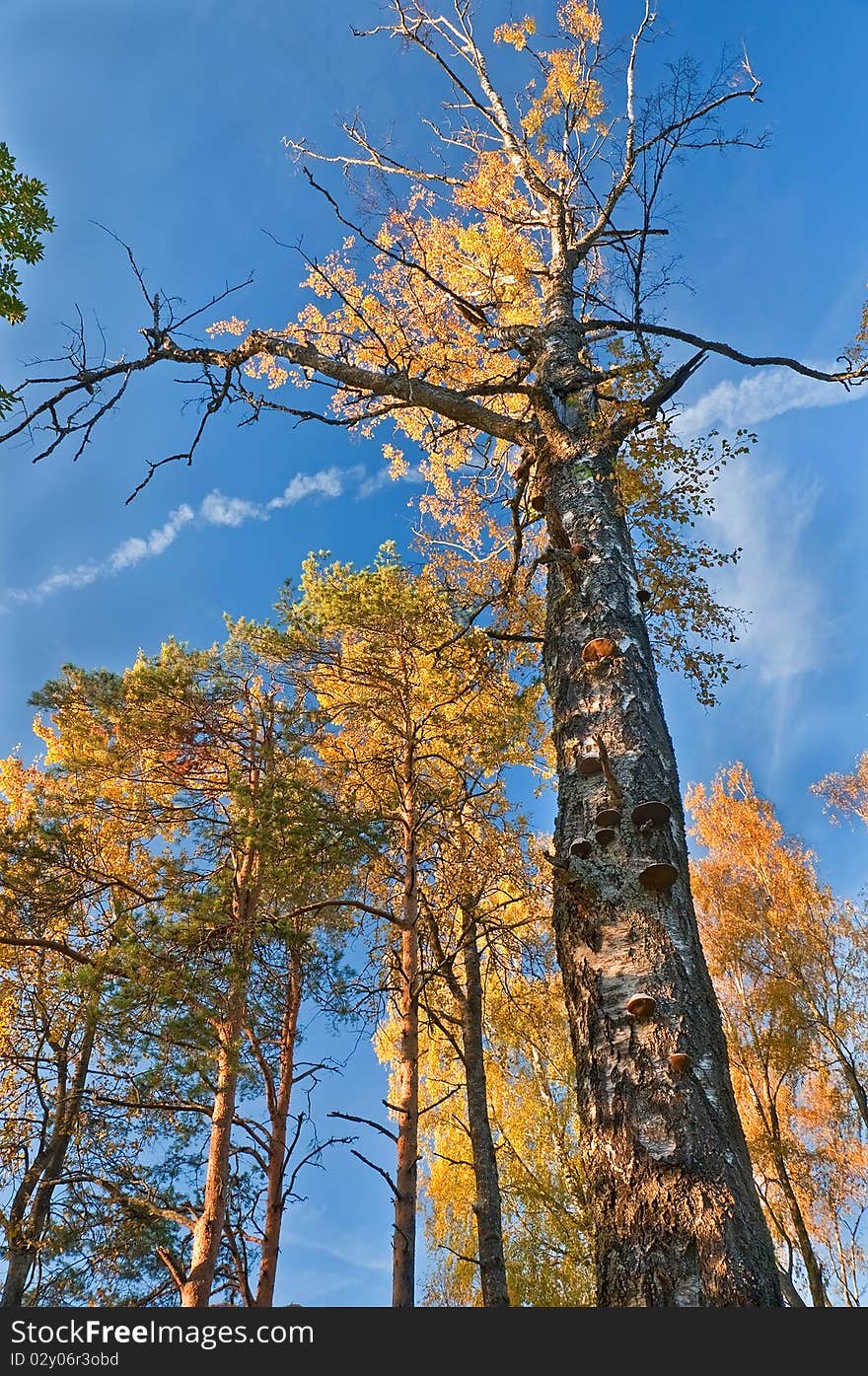 Dying tree in autumn wood