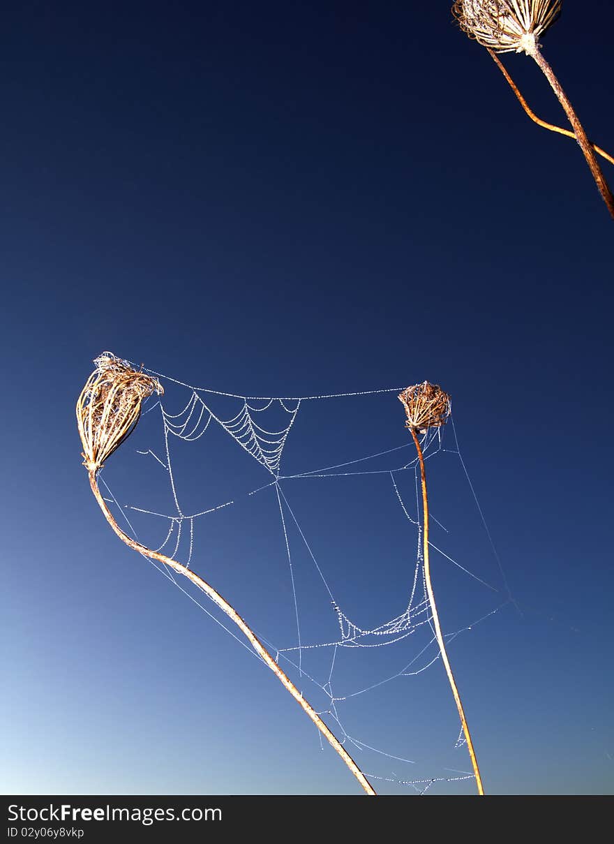 Spider web shines on a foggy Michigan morning. Spider web shines on a foggy Michigan morning