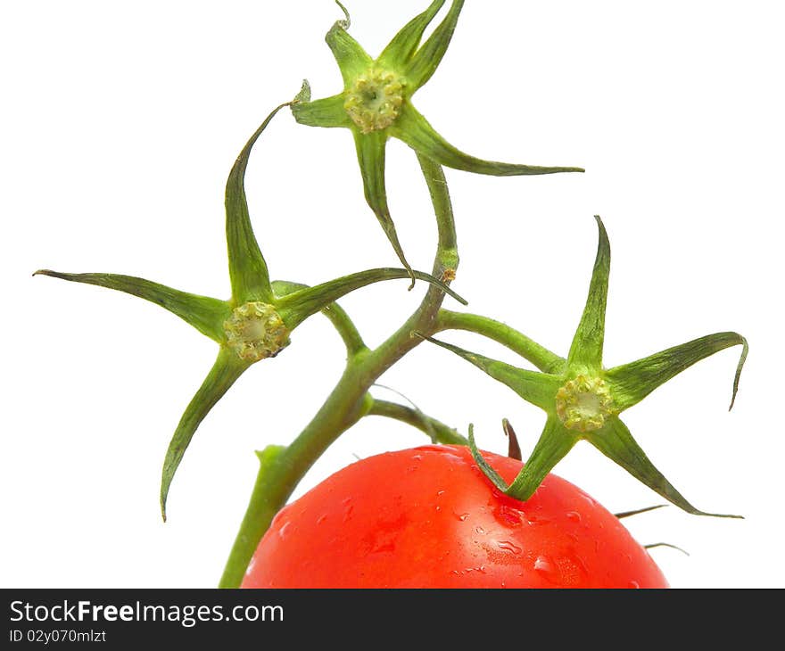 Tomato with star like leafs isolated on white background - Close up. Tomato with star like leafs isolated on white background - Close up