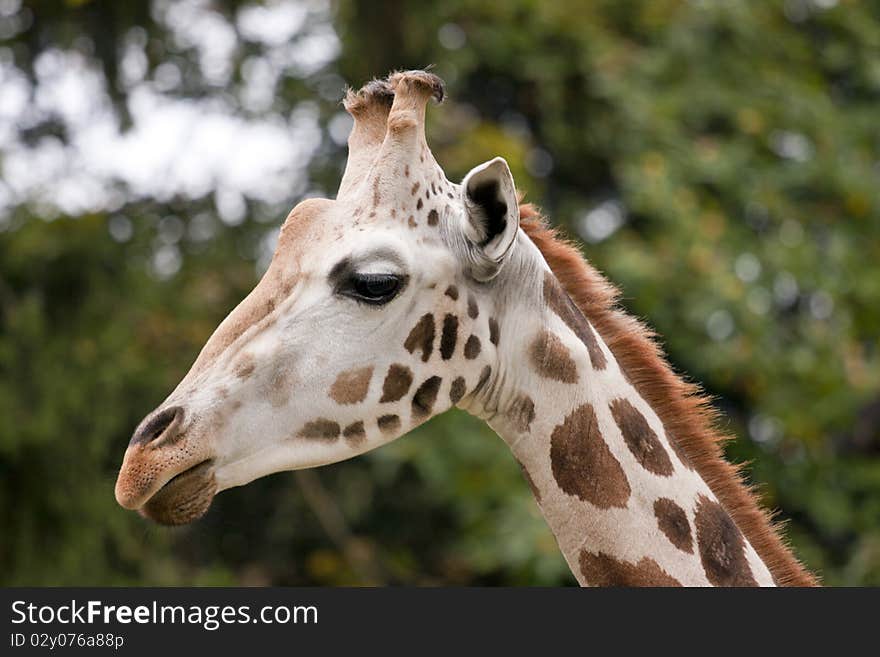 Closeup of the giraffe head.