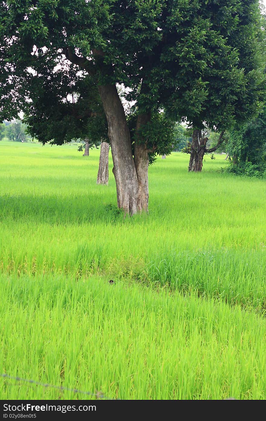 Rice farm on the mountain