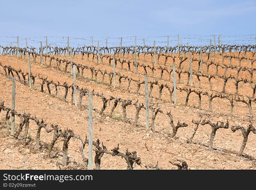 Grapevines in winter, La Rioja (Spain)