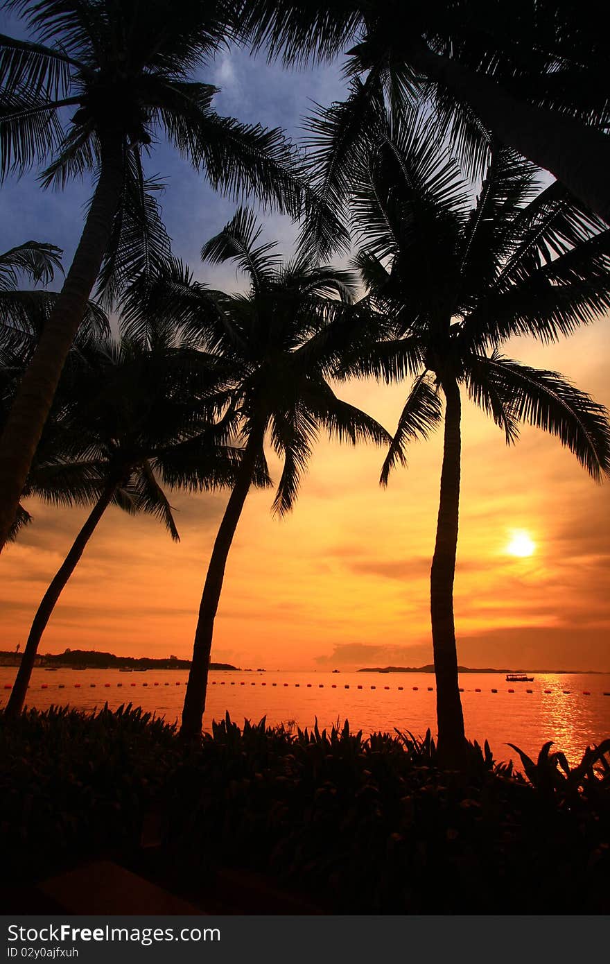 Sunset with coconut on the beach