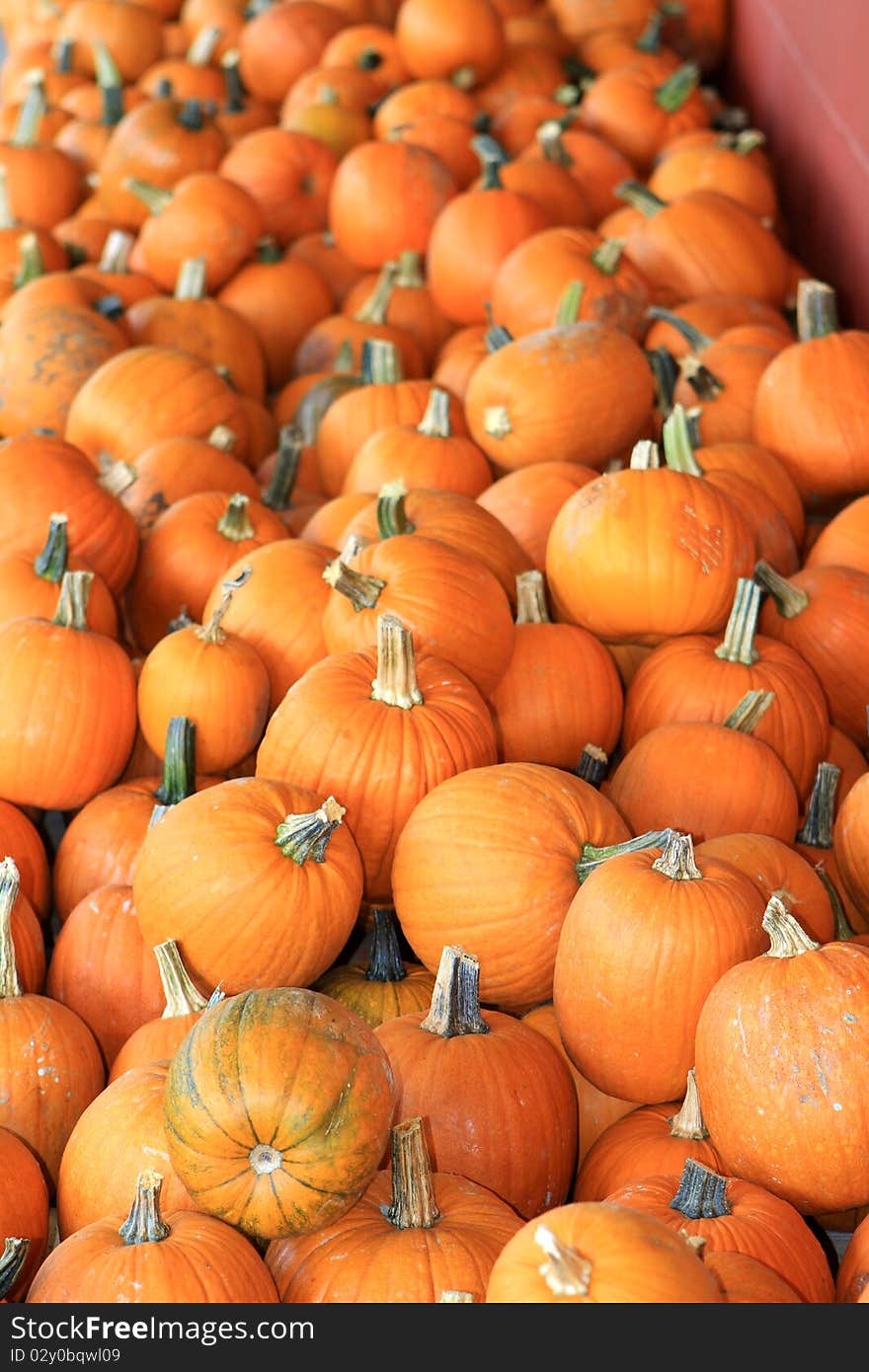 Pumpkins at a Road side market