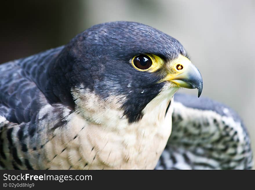 Falcon in a nature reserve, Sutherland, Scotland