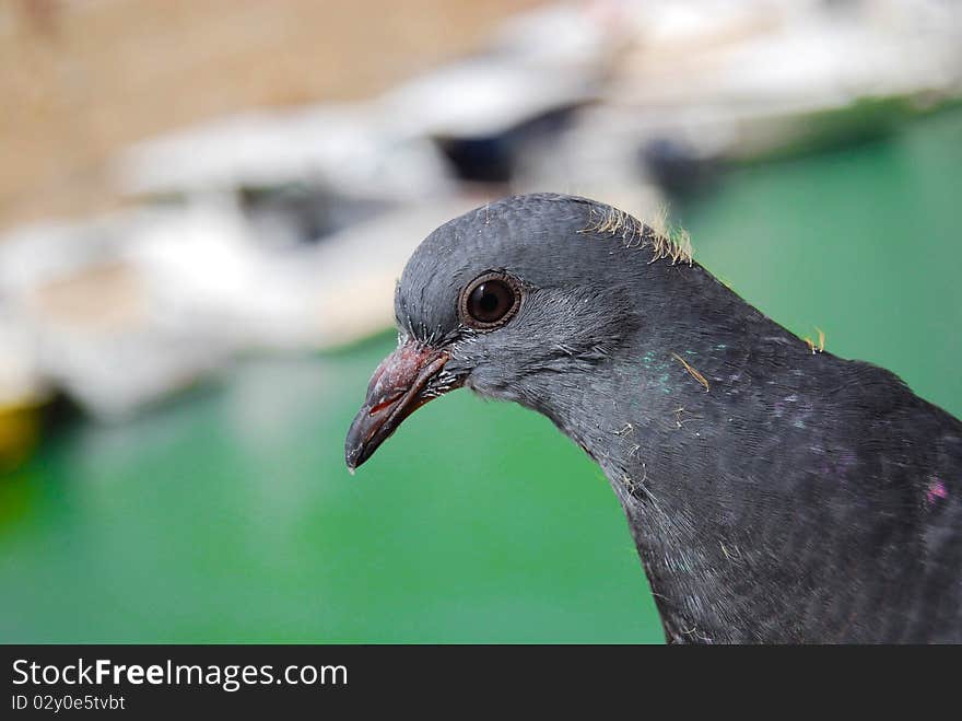 Close - up pigeon head and eye