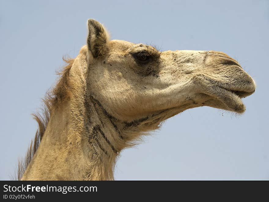 A white Camel face against blue skies