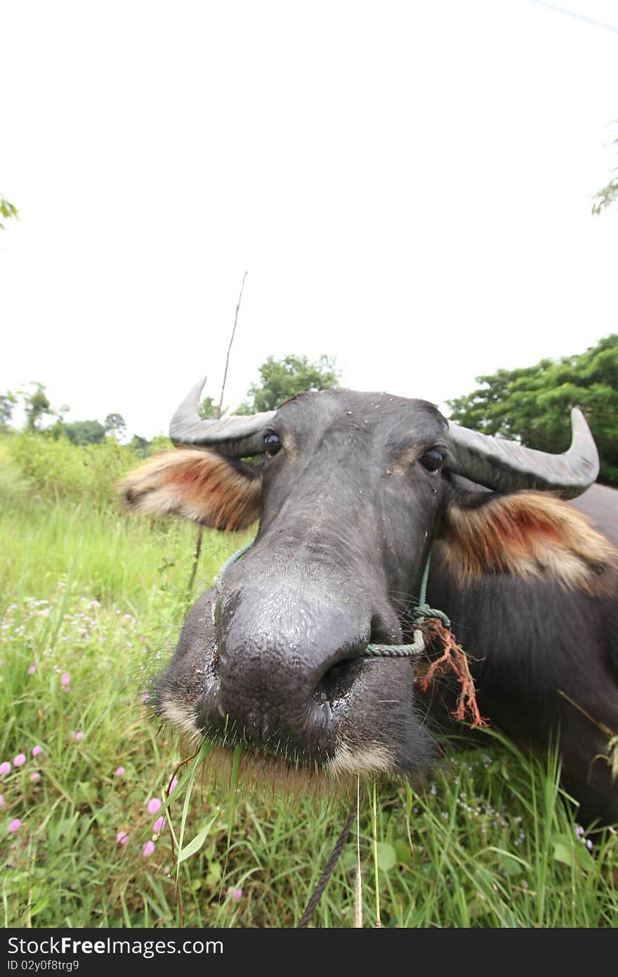 Thai buffalo on the meadow