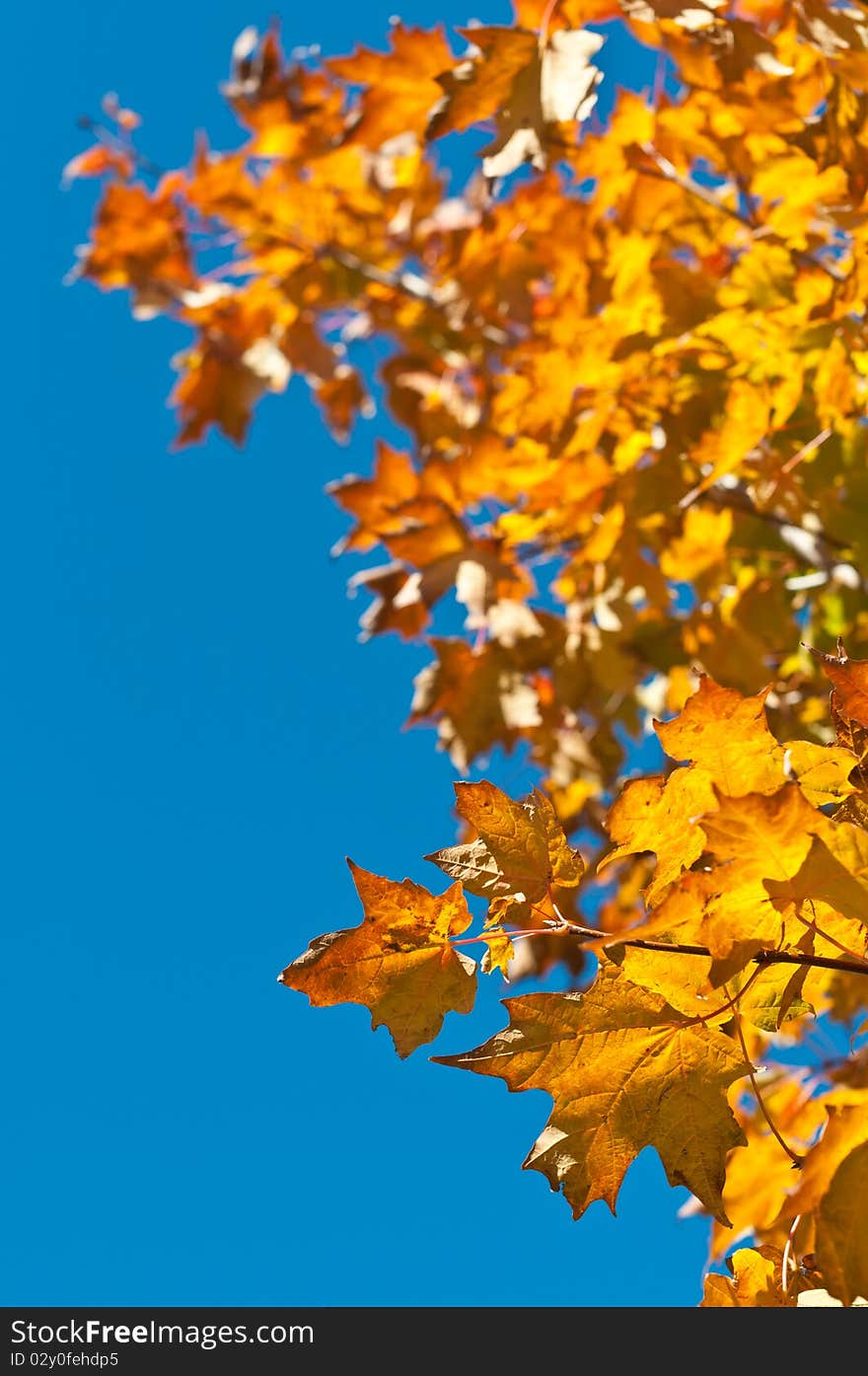 Autumn Leaves with Blue Sky