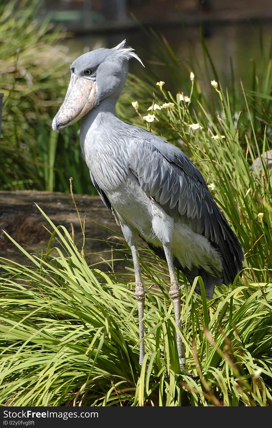 Profile image of an African Shoebill taken at San Diego Safari Park. Profile image of an African Shoebill taken at San Diego Safari Park.