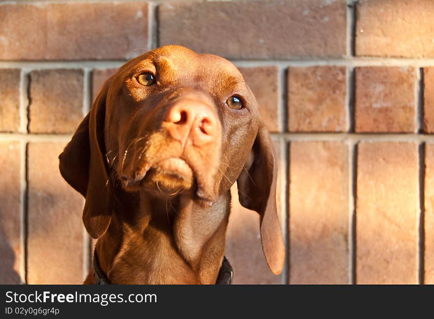 A Hungarian Vizsla Dog poses in front of a red brick wall in the evening. A Hungarian Vizsla Dog poses in front of a red brick wall in the evening.