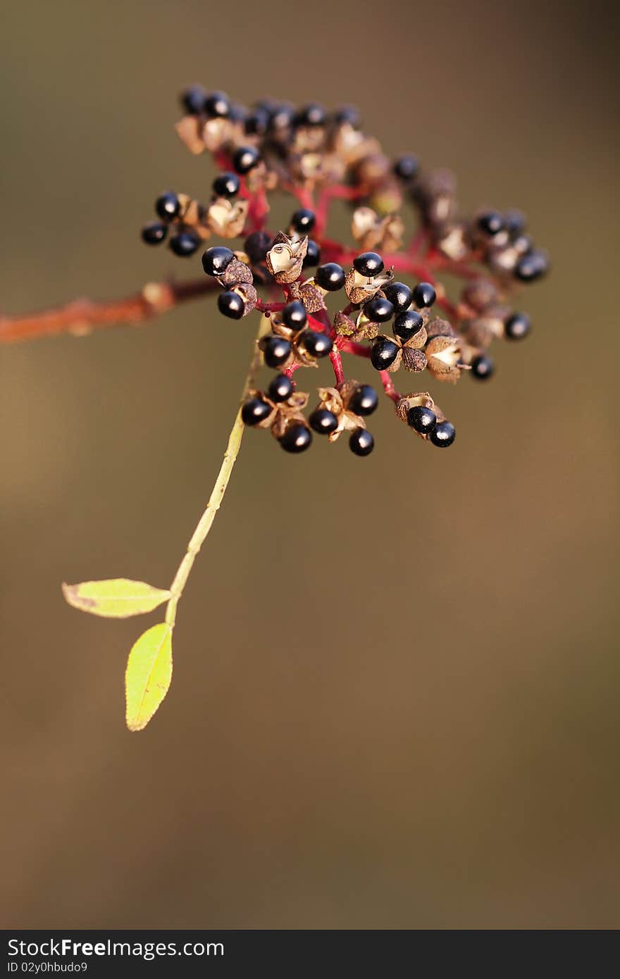 Wild plant s fruit