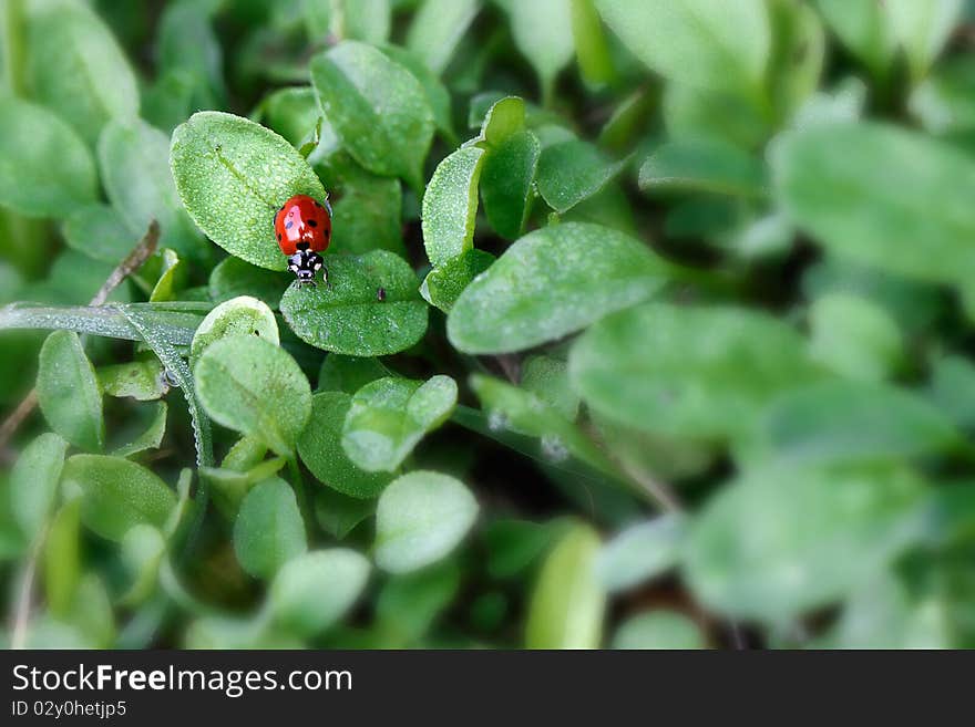 Ladybug