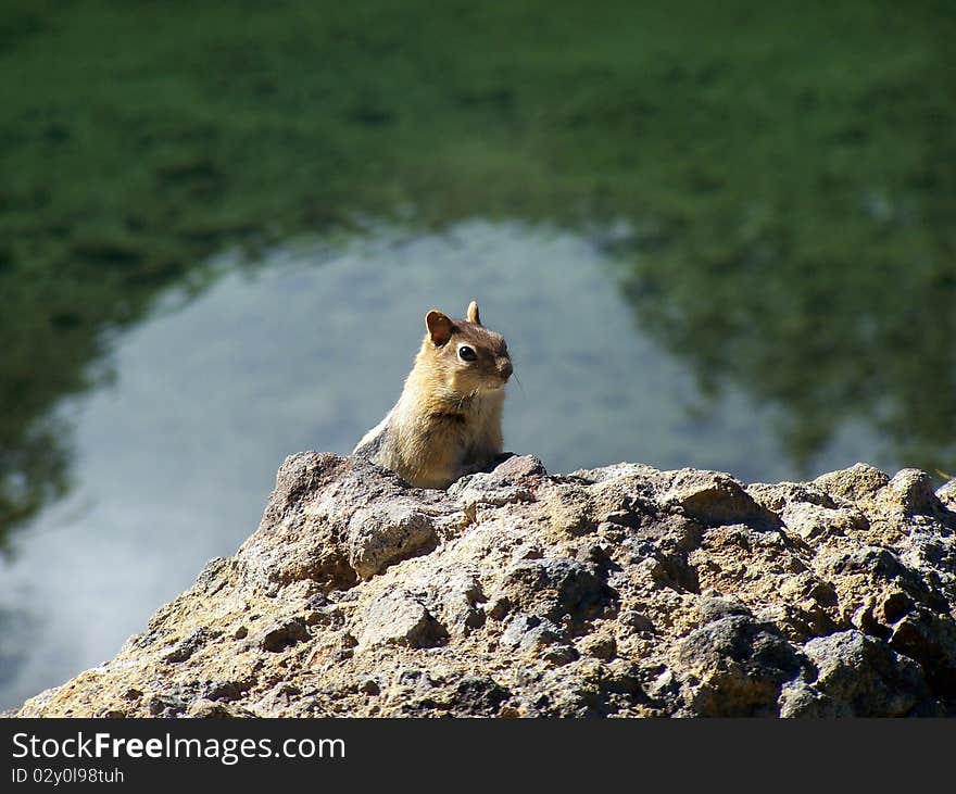 Chipmunk on Lava Rock