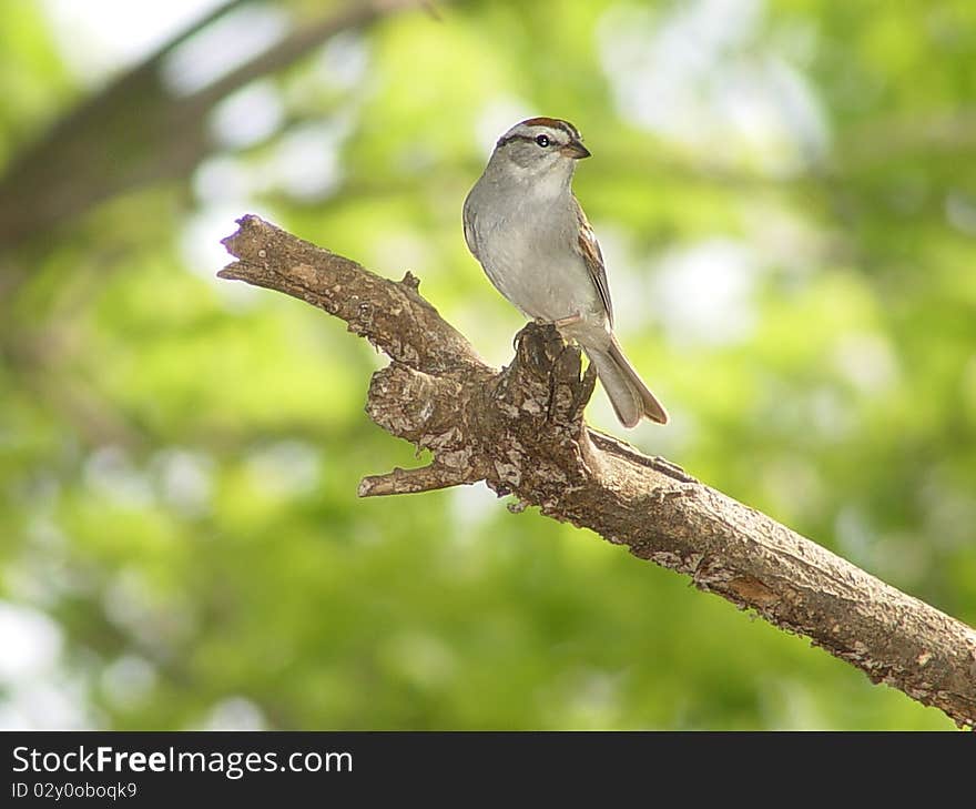 White Throated Sparrow