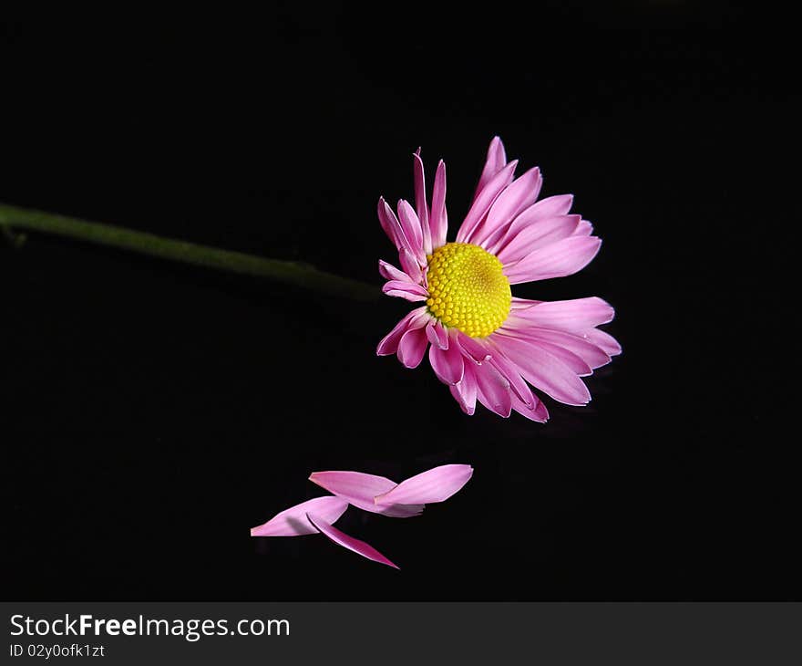 Picking the petals, loves me, loves me not