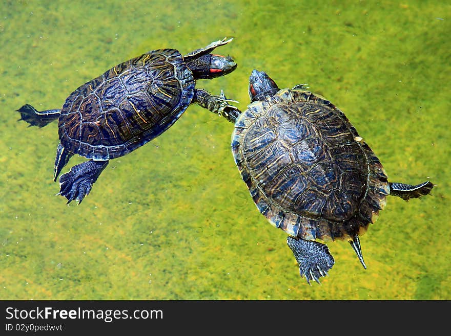 Two Red-eared Slider Turtle (Trachemys scripta elegans) swimming hand in hand