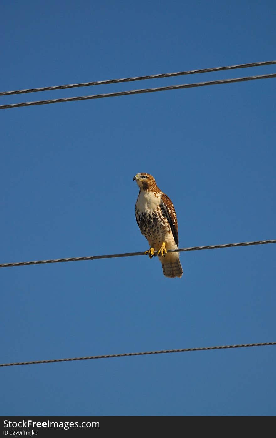 Red tailed hawk on wire