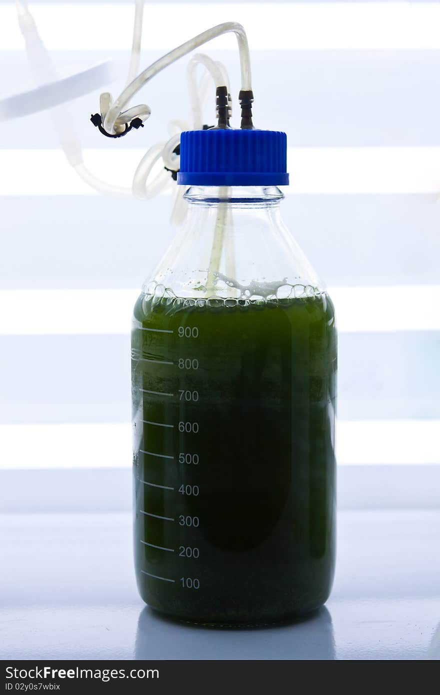 Green Seaweed In Test Bottle