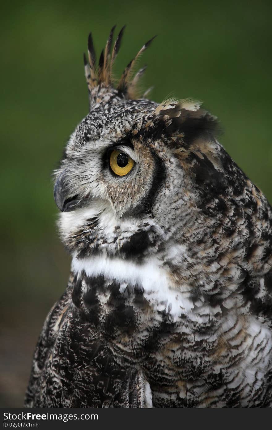 Beautiful Great horned owl eyes