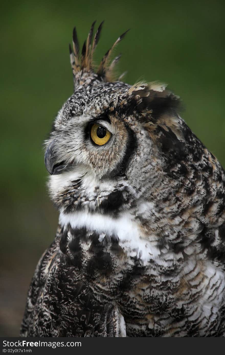 Great horned owl