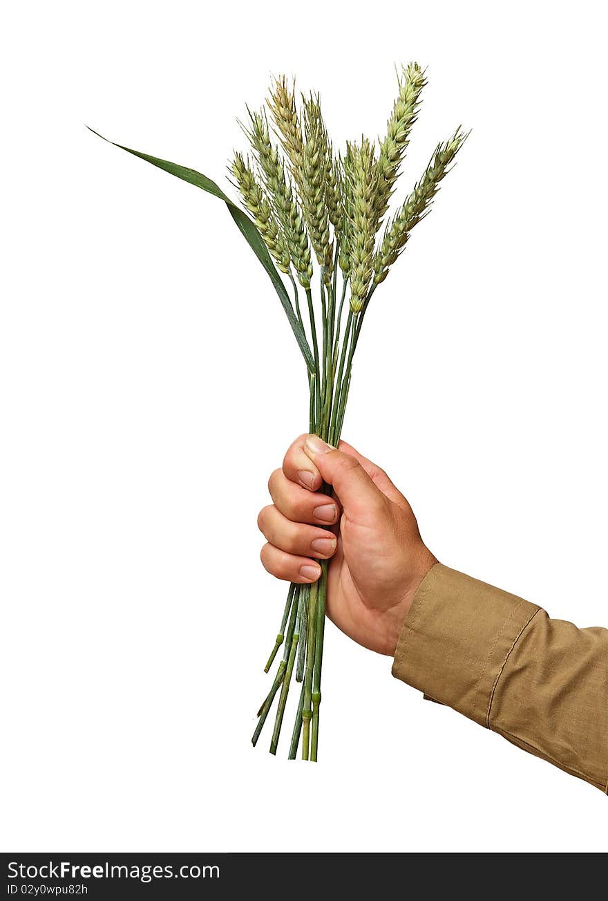 Farmer Presenting Bunch Of Wheat