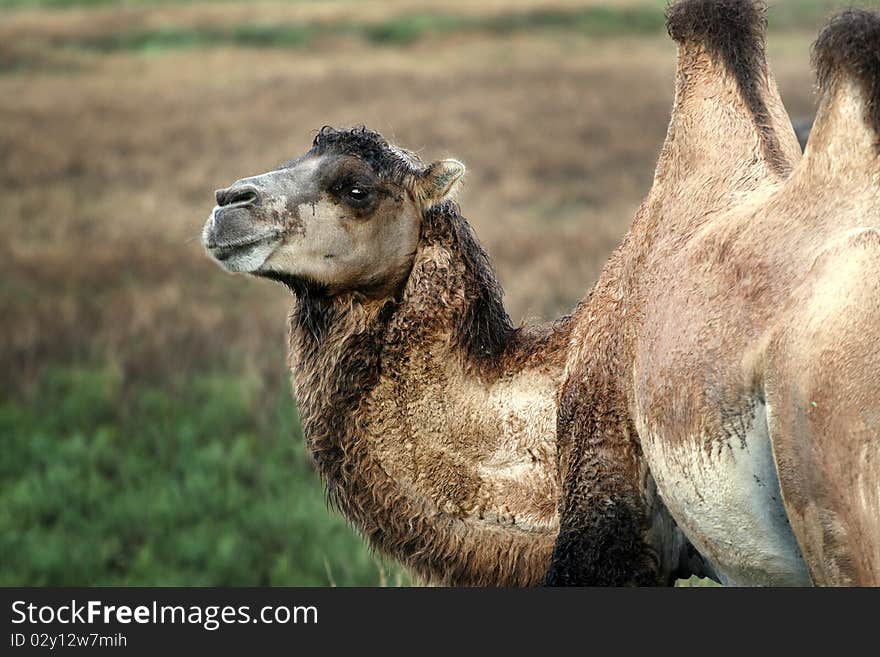 Camel