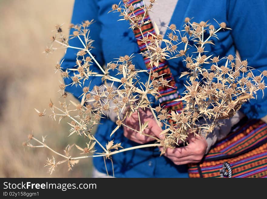 A thorn camel bush in the steppe. A thorn camel bush in the steppe