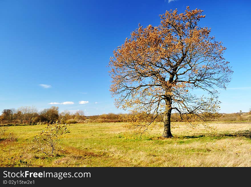 Lonely autumn oak tree