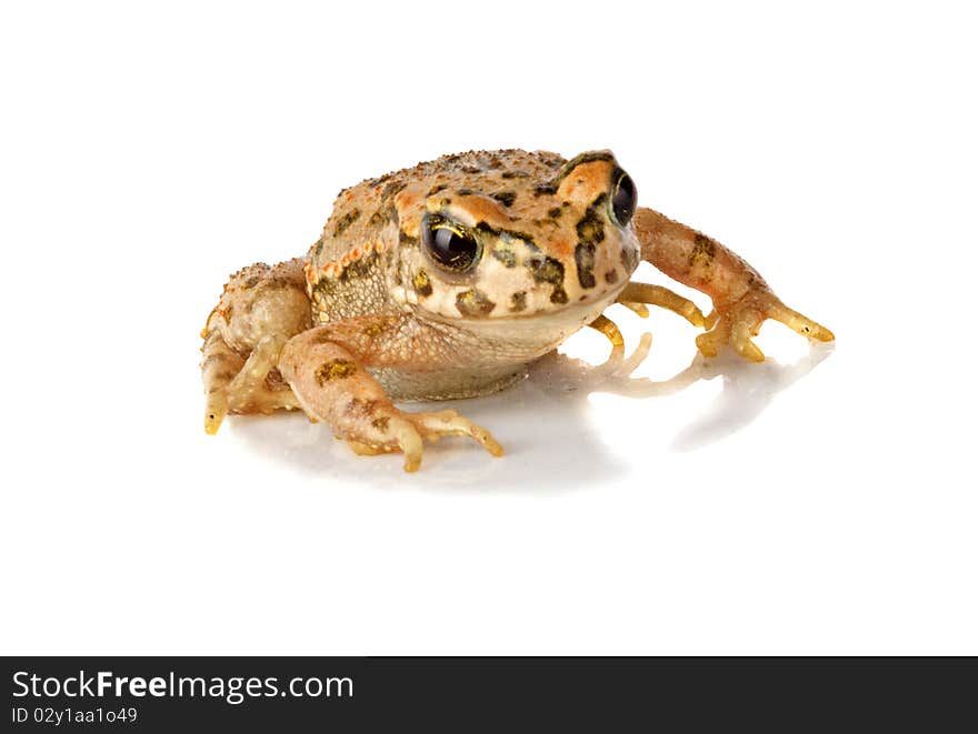 Toad