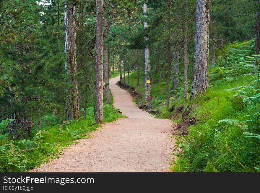 Part of a mountain jogging track on the mountain of Tara, National park in Serbia, late afternoon, late summer. Part of a mountain jogging track on the mountain of Tara, National park in Serbia, late afternoon, late summer