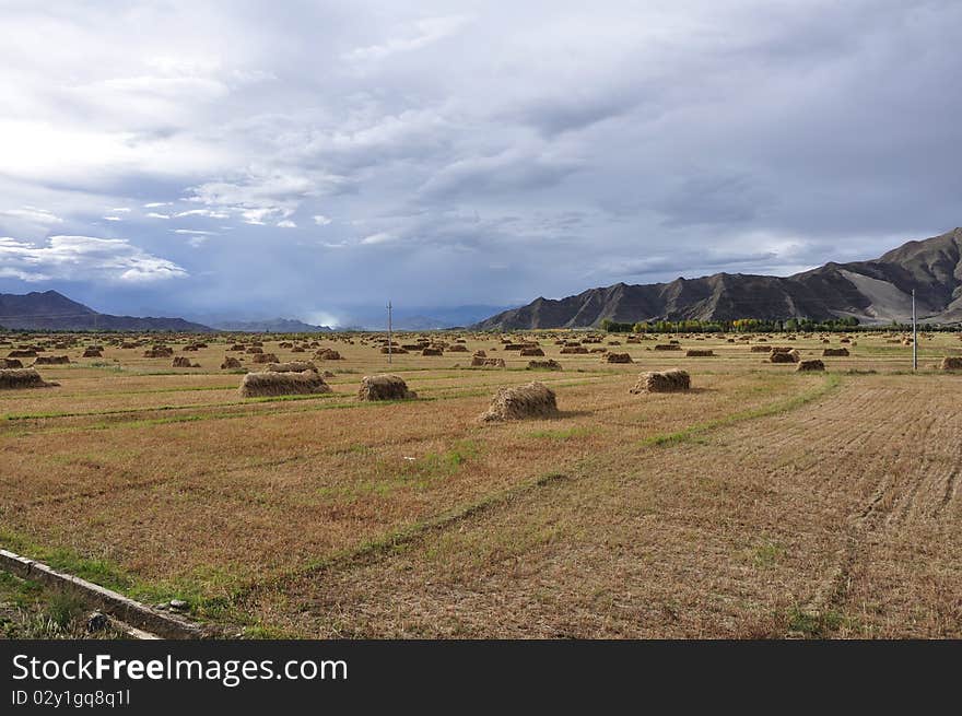 Field being in abundant harvest