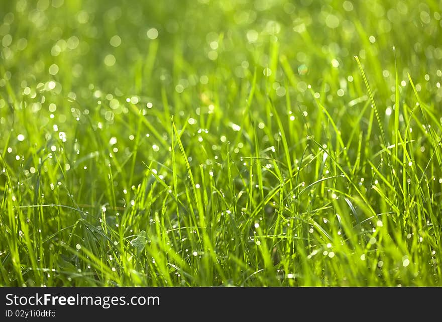 Dew Drops On Green Graas. Close-up