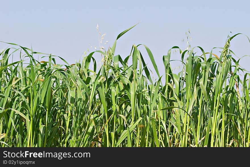 Close up of green grass