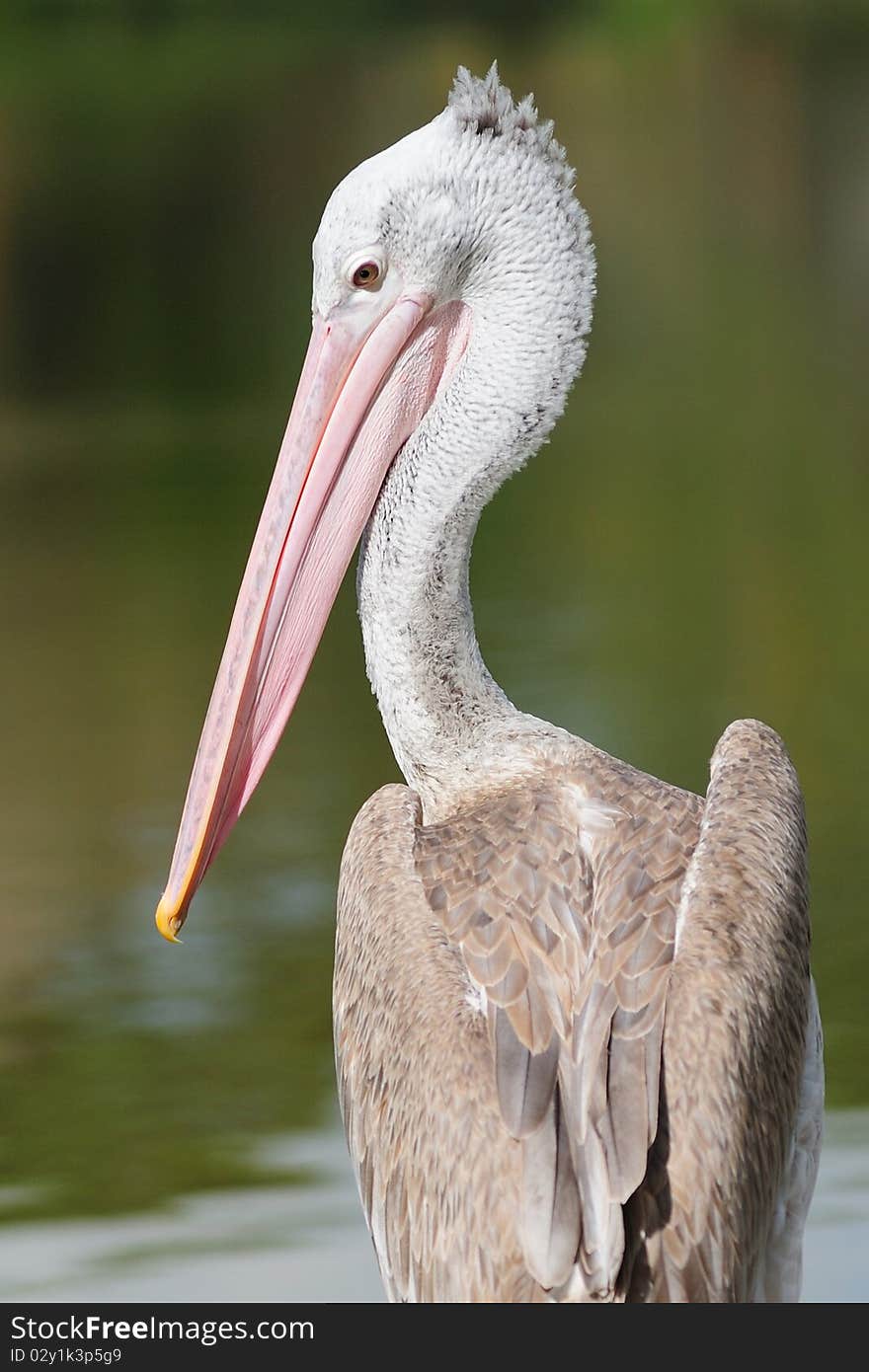 Pelican