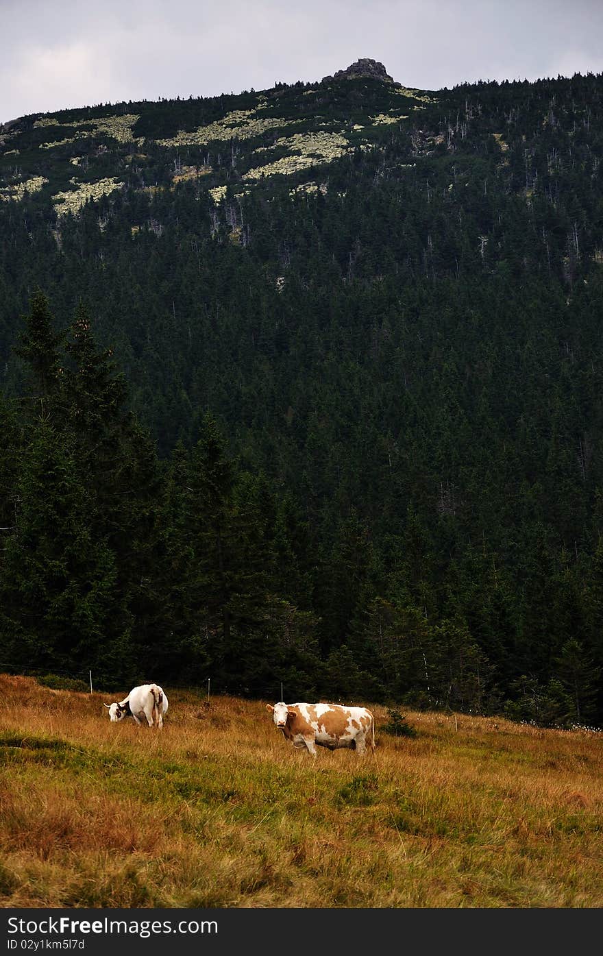 Cows in the national park Krkonose in the Czech Republic