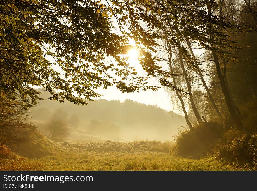 Autumn day in the woods